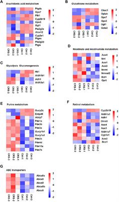 Integrated Transcriptomics and Metabolomics Analyses of Stress-Induced Murine Hair Follicle Growth Inhibition